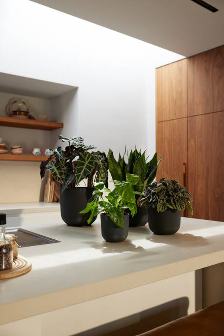 jazz rond 14cm living black